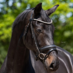 Group logo of Dressage